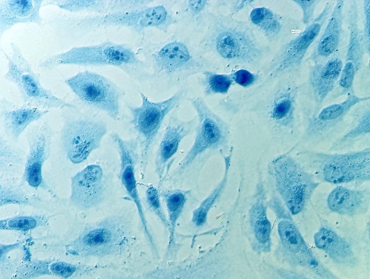Honoring Henrietta Lacks