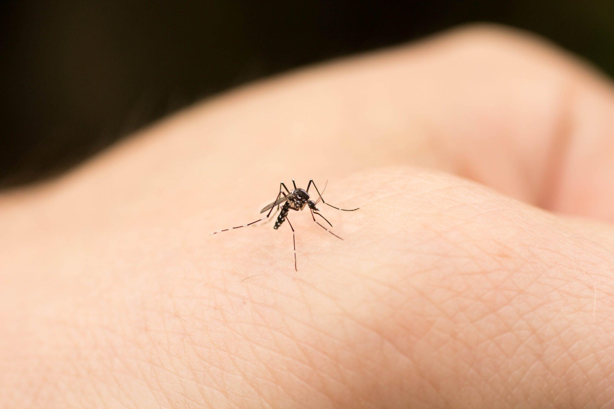 New Historical Matches Could Connect You to the Hidden History of Malaria