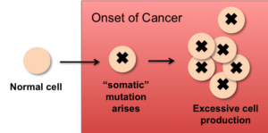 Somatic mutation