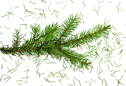 TreeNeedles