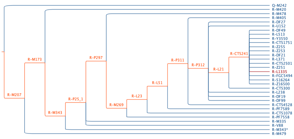 An illustration of paternal haplogroup R-M207 and the pruned subtrees.