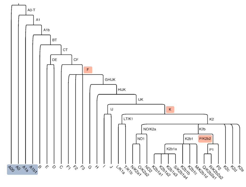 An image that shows the labels for different paternal haplogrous and how they branch off from each other.